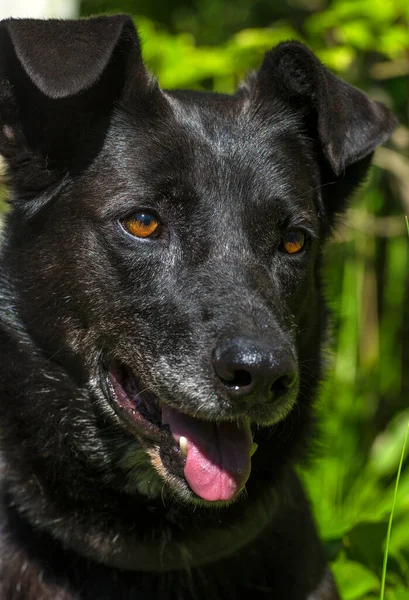 Grote Zwarte Hond Bastaard Aan Een Riem Zomer — Stockfoto