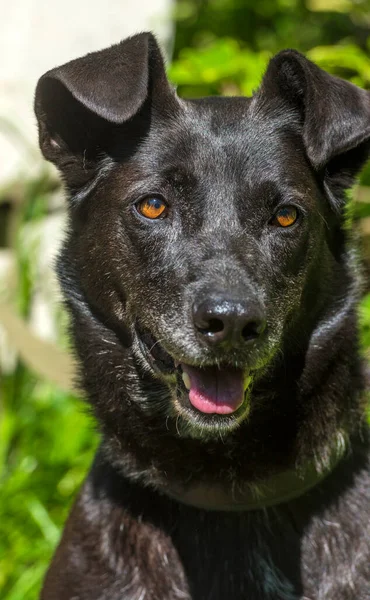 Grande Cão Preto Mgrel Uma Trela Verão — Fotografia de Stock