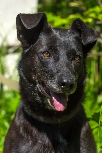 Large Black Dog Mongrel Leash Summer — Stock Photo, Image