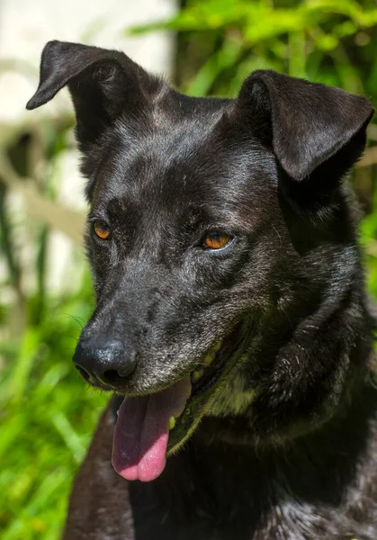 Μεγάλος Μαύρος Σκύλος Μπάσταρδος Λουρί Καλοκαίρι — Φωτογραφία Αρχείου