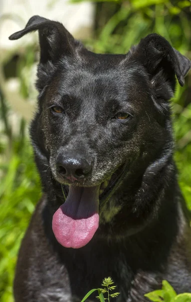 Large Black Dog Mongrel Leash Summer — Stock Photo, Image