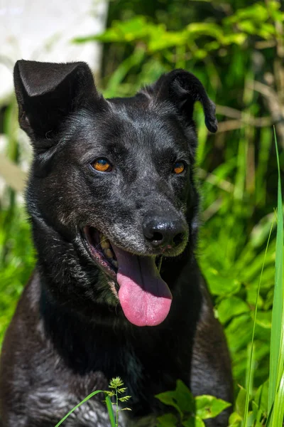 Gran Perro Negro Mestizo Con Una Correa Verano — Foto de Stock