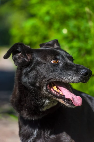 Large Black Dog Mongrel Leash Summer — Stock Photo, Image