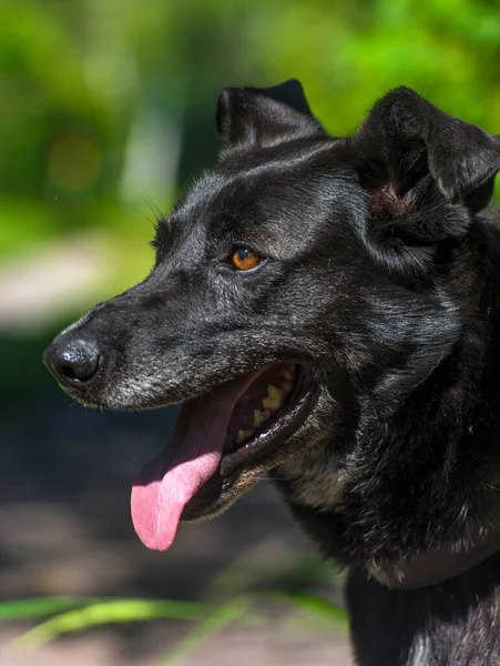 Large Black Dog Mongrel Leash Summer — Stock Photo, Image