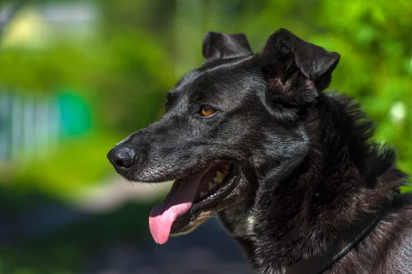 Duży Czarny Pies Kundel Smyczy Lecie — Zdjęcie stockowe