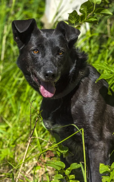 Gros Chien Noir Bâtard Laisse Été — Photo