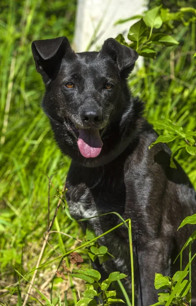 Grande Cão Preto Mgrel Uma Trela Verão — Fotografia de Stock