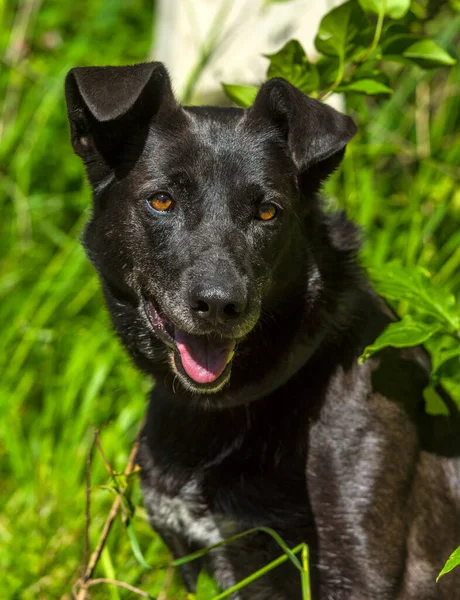 Stor Svart Hund Blandras Koppel Sommaren — Stockfoto