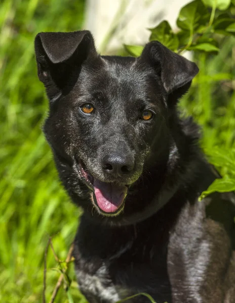 Stor Svart Hund Blandras Koppel Sommaren — Stockfoto