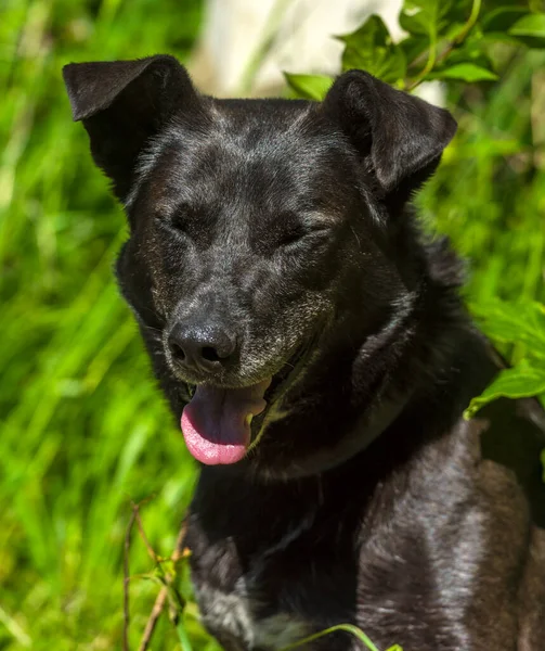 Large Black Dog Mongrel Leash Summer — Stock Photo, Image