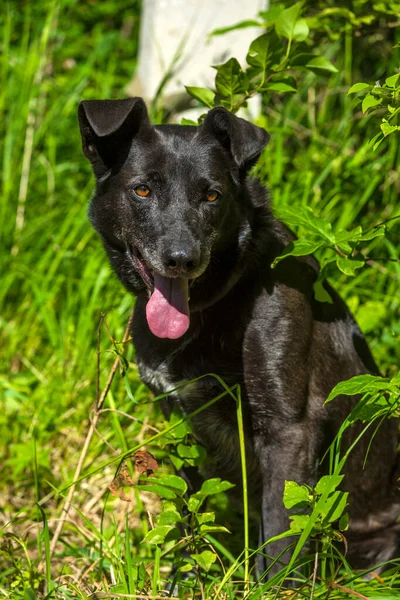 Duży Czarny Pies Kundel Smyczy Lecie — Zdjęcie stockowe
