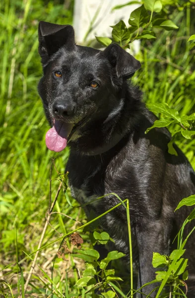 Grande Cão Preto Mgrel Uma Trela Verão — Fotografia de Stock