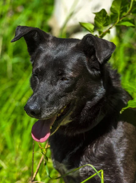 Grande Cão Preto Mgrel Uma Trela Verão — Fotografia de Stock