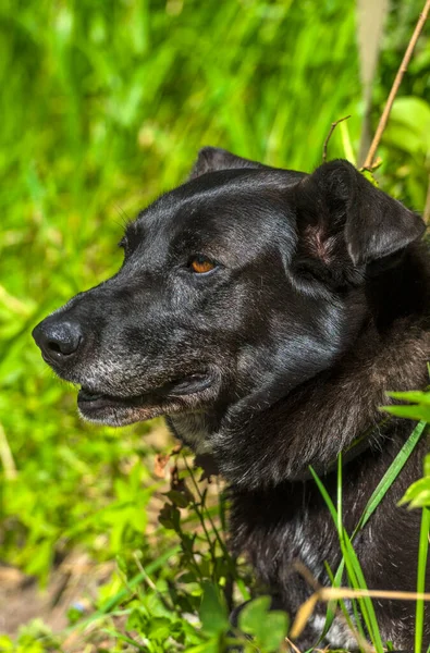 Grote Zwarte Hond Bastaard Aan Een Riem Zomer — Stockfoto