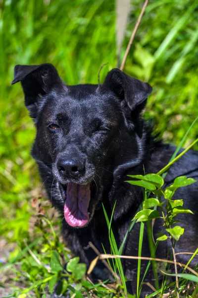 Grote Zwarte Hond Bastaard Aan Een Riem Zomer — Stockfoto