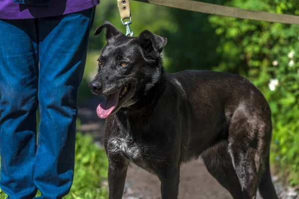 Grote Zwarte Hond Bastaard Aan Een Riem Zomer — Stockfoto