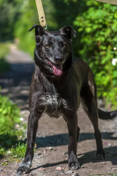 夏には大きな黒い犬のモングレルが — ストック写真