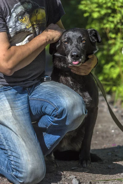 Gran Perro Negro Mestizo Con Una Correa Verano —  Fotos de Stock