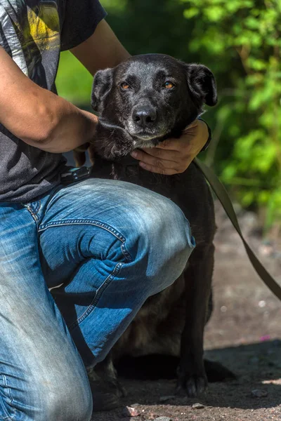 Großer Schwarzer Mischling Der Leine Sommer — Stockfoto