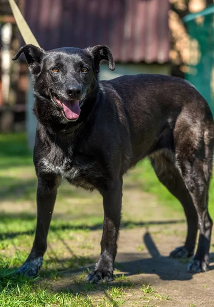 Yazın Tasmalı Iri Siyah Köpek Kırması — Stok fotoğraf