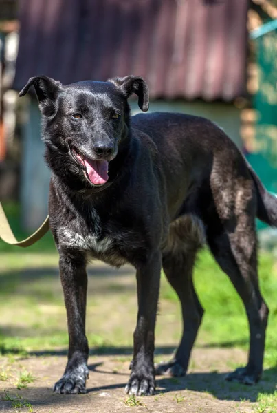 Grote Zwarte Hond Bastaard Aan Een Riem Zomer — Stockfoto