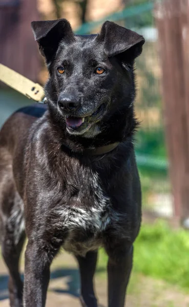 Grande Cão Preto Mgrel Uma Trela Verão — Fotografia de Stock