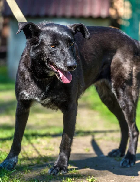 Yazın Tasmalı Iri Siyah Köpek Kırması — Stok fotoğraf