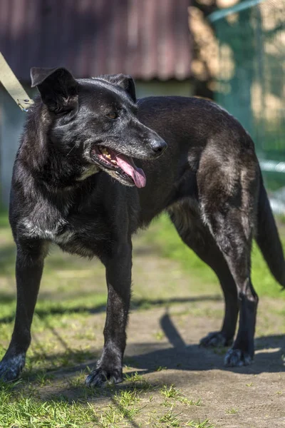 Большой Чёрный Пёс Дворняга Поводке Летом — стоковое фото