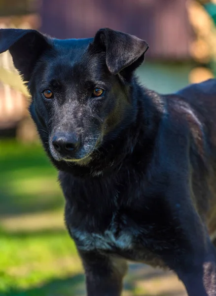 Large Black Dog Mongrel Leash Summer — Stock Photo, Image