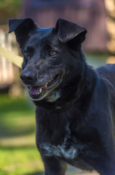 Gran Perro Negro Mestizo Con Una Correa Verano —  Fotos de Stock