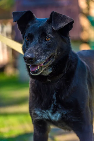 Large Black Dog Mongrel Leash Summer — Stock Photo, Image