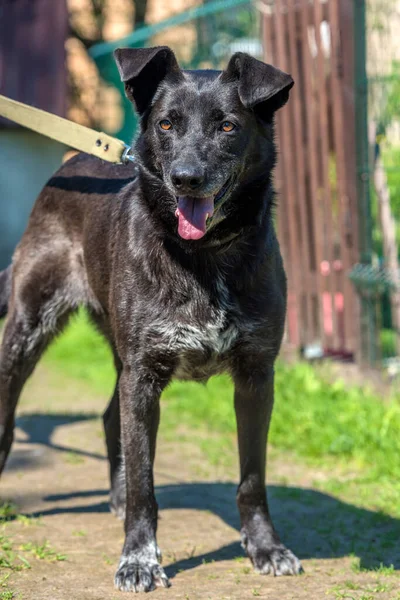 Gran Perro Negro Mestizo Con Una Correa Verano —  Fotos de Stock