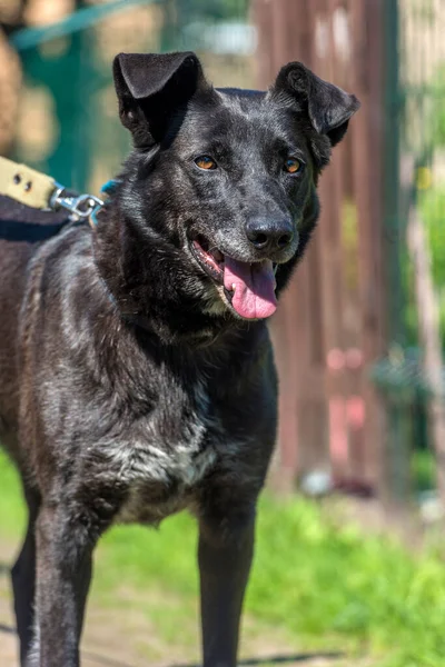 Grande Cão Preto Mgrel Uma Trela Verão — Fotografia de Stock