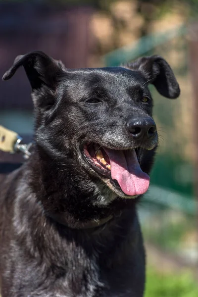 Large Black Dog Mongrel Leash Summer — Stock Photo, Image