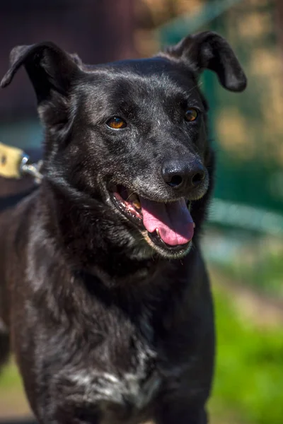 Grande Cão Preto Mgrel Uma Trela Verão — Fotografia de Stock