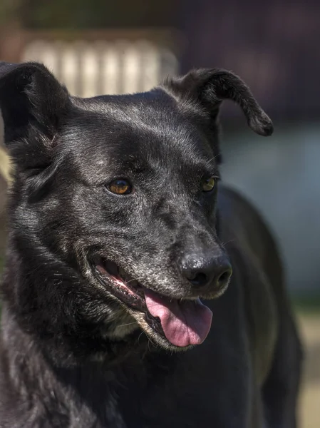 Yazın Tasmalı Iri Siyah Köpek Kırması — Stok fotoğraf