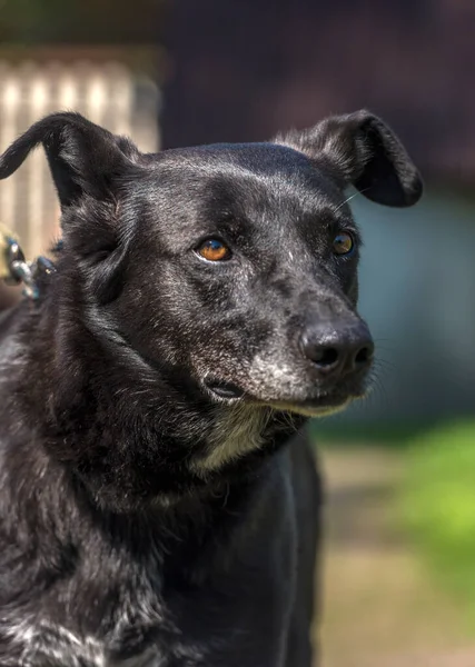 Grande Cane Nero Mongrel Guinzaglio Estate — Foto Stock