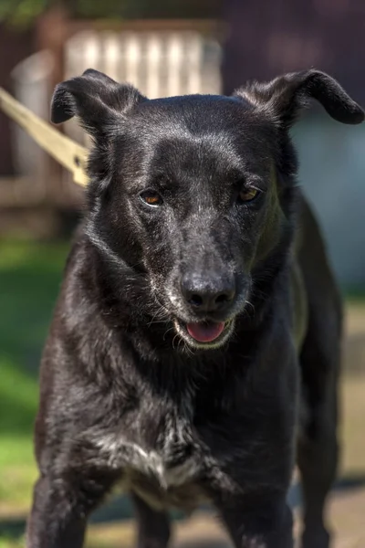 Grande Cão Preto Mgrel Uma Trela Verão — Fotografia de Stock