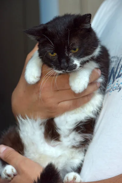 Bonito Preto Branco Gato Braços Perto — Fotografia de Stock