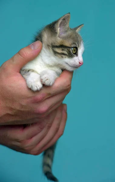 Gatinho Branco Cinza Com Grandes Olhos Expressivos Mãos — Fotografia de Stock