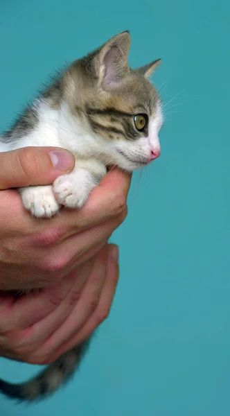 Vit Och Grå Kattunge Med Stora Uttrycksfulla Ögon Händerna — Stockfoto