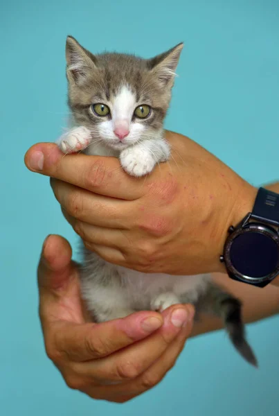 Gatinho Branco Cinza Com Grandes Olhos Expressivos Mãos — Fotografia de Stock