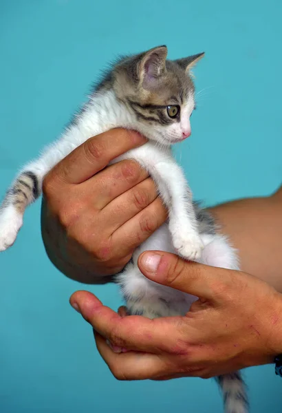 Gattino Bianco Grigio Con Grandi Occhi Espressivi Mano — Foto Stock