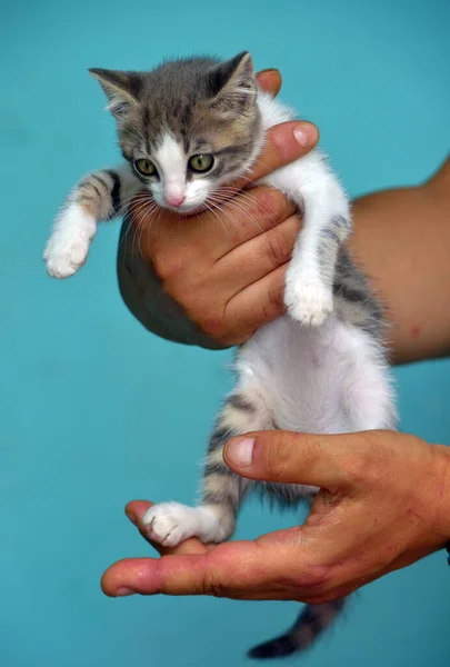 White Gray Kitten Big Expressive Eyes Hands — Stock Photo, Image
