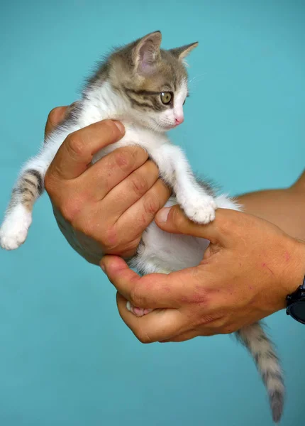 Wit Grijs Kitten Met Grote Expressieve Ogen Handen — Stockfoto
