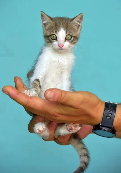 Vit Och Grå Kattunge Med Stora Uttrycksfulla Ögon Händerna — Stockfoto