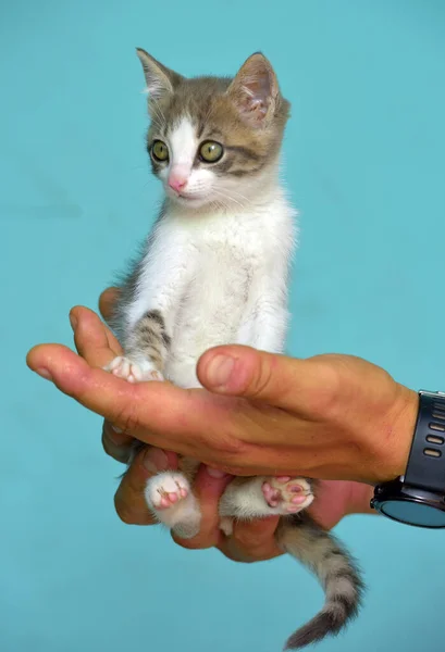 白色和灰色的小猫 手里拿着大大的表达眼睛 — 图库照片