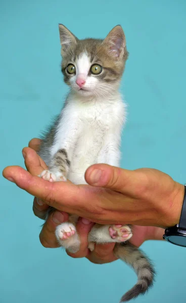 Gatinho Branco Cinza Com Grandes Olhos Expressivos Mãos — Fotografia de Stock