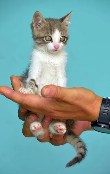 Gattino Bianco Grigio Con Grandi Occhi Espressivi Mano — Foto Stock