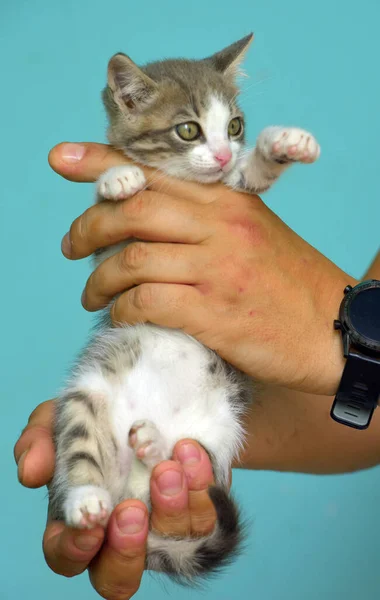 Gattino Bianco Grigio Con Grandi Occhi Espressivi Mano — Foto Stock